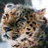 Амурски леопард